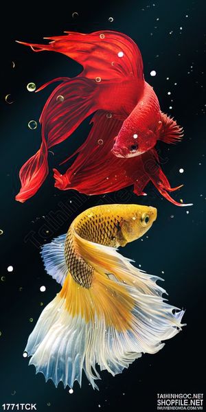 Tranh  sơn dầu cá sim betta bên những giọt nước in dán tường