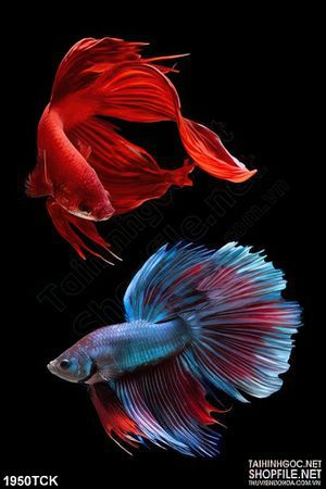 Tranh chiếc đuôi lộng lẫy của đôi cá  sim betta in canvas