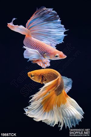 Tranh đôi cá  sim betta bơi lượn trong màn đêm in canvas