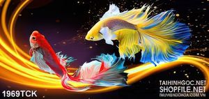 Tranh đôi cá  sim betta vượt ánh hòa quang in treo tường