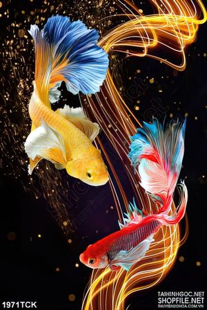 Tranh trang trí những luồng sáng vàng bên đôi cá  sim betta