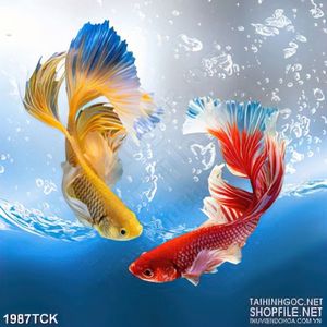 Tranh sơn dầu cá  sim betta trong dòng nước trong trang trí
