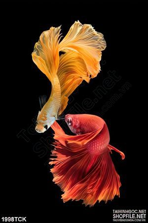Tranh in canvas những chiếc đuôi xinh đẹp của cá  sim betta