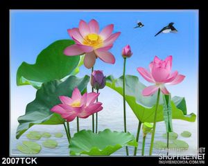 Tranh in 3d chú chim nhỏ trên bông sen hồng sơn dầu