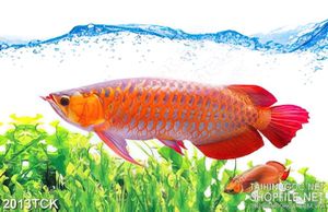 Tranh in uv cá chép vàng dưới đáy sông đầy rông rêu
