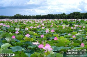Tranh cánh đồng hoa sen rộng mênh mông in dán tường