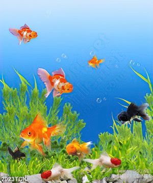 Tranh in 3d những chú ca vàng tung tăng dưới đáy biển