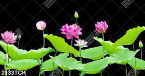 Tranh decor những bông hoa sen hồng trong đêm tối