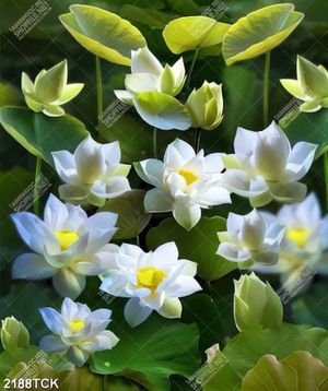 Tranh những bông sen trắng chen chúc trong đêm in 5d