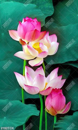Tranh bông hoa sen  hồng bên những chiếc lá xanh non