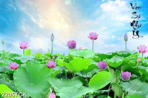 Tranh đầm hoa sen khoe sắc dưới bầu trời xanh bao la