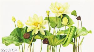 Tranh in uv những bông hoa sen trắng bên lá màu xanh