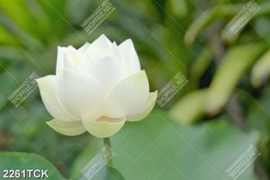 Tranh bông sen trắng khoe sắc giữa rừng lá xanh in 3d