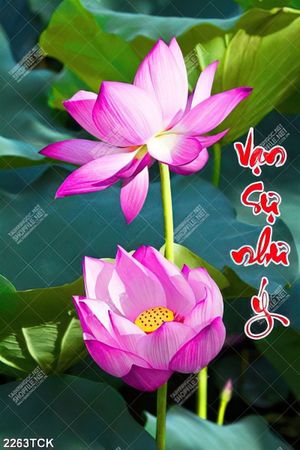 Tranh in canvas những bông hoa sen hồng vạn sự như ý