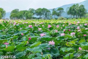 Tranh cánh rừng bạt ngàn hoa sen hồng giữa trời xanh