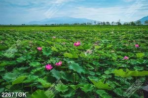 Tranh in 5d cánh rừng bạt ngàn sen hồng giữa trời xanh