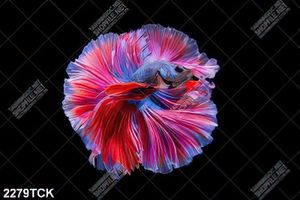 Tranh nghệ thuật sơn dầu chú cá sim betta trên nên tối
