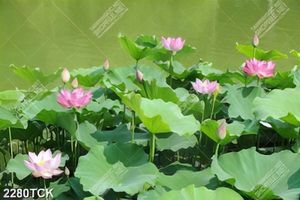 Tranh in tường đầm hoa sen khoe sắc hồng rực rỡ
