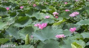 Tranh bạt ngàn hoa sen hồng chen chúc lá xanh in 5d