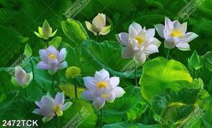 Tranh đầm hoa sen trắng chen chúc bạt ngàn lá xanh in 8d