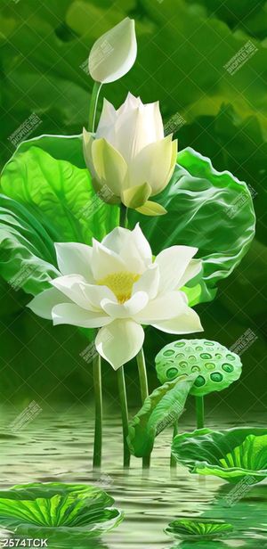 Tranh đôicá chép vàng bơi trong hồ sen hồng dáp vàng