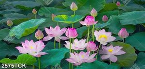 Tranh đầm hoa sen hồng khoe sắc trong đêm in uv