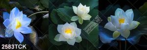 Tranh nghệ thuật những bông hoa sen trắng trong hồ nước