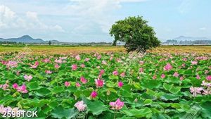 Tranh nghệ thuật bạt ngàn sen hồng khoe sắc giữa trời