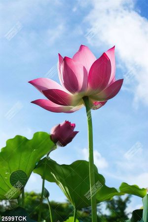 Tranh in tường những bông sen hồng đón ánh nắng vàng