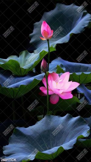 Tranh cá chép vàng bên những bông hoa sen hồng in 5d