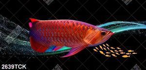 Tranh in uv đàn cá chép bơi tung tăng bên những bông sen