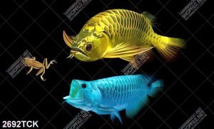Tranh những chú cá chép xinh đẹp bên chú ếch trang trí tường