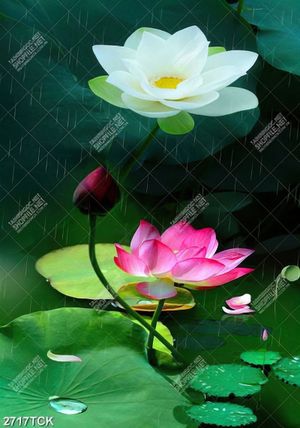 Tranh in canvas bông sen trắng và hồng khoe sắc dưới mưa