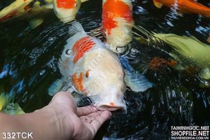 Tranh hoa sen, cá chép treo tường trang trí