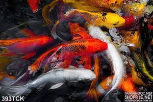 Tranh hoa sen, cá chép quần tụ