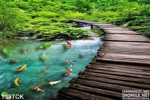 Tranh cây cầu và cá chép uv