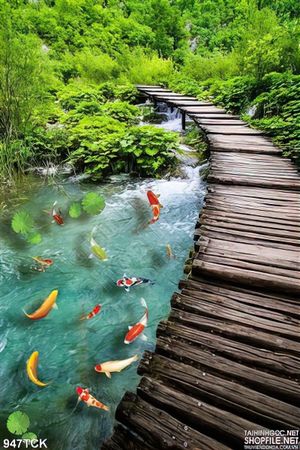 Tranh cái cầu gỗ và đàn koi đẹp 3d