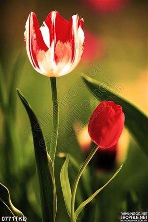 Tranh hoa tulip in tranh kính đẹp