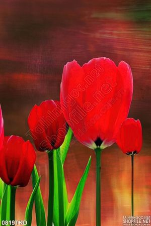 Tranh hoa tulip trang trí dán tường