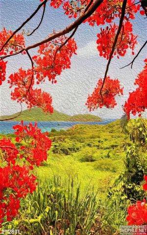 Tranh hoa phượng nghệ thuật