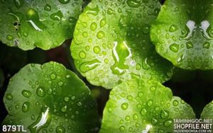 Tranh lá cây nghệ thuật trang trí tường