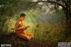 Tranh Tu Sĩ học Phật
