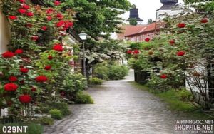 Tranh con đường hoa hồng