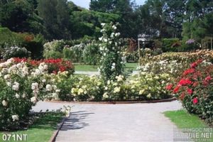 Tranh vườn hoa trong công viên
