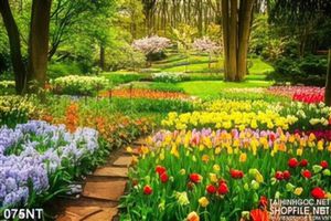 Tranh khu rừng hoa tulip