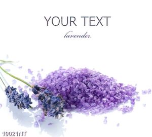 Tranh hoa Lavender