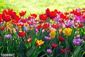 Tranh hoa tulip 10069NT