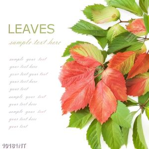 Tranh leaves