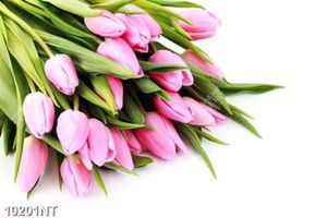 Tranh hoa tulip đẹp 10201NT