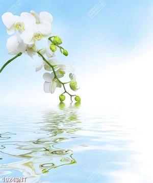 Tranh cành hoa lan trắng trang trí spa